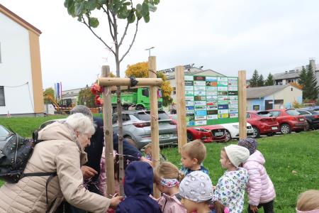 Posaditev  rožnatega drevesa v Pocinovem vrtu 17 Foto Ljubo Vukelič